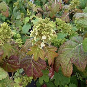 Hydrangea quercifolia Snow Queen ('Flemygea') 40-60 cm